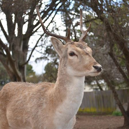 ディア パーク モーター イン アーマデイル エクステリア 写真