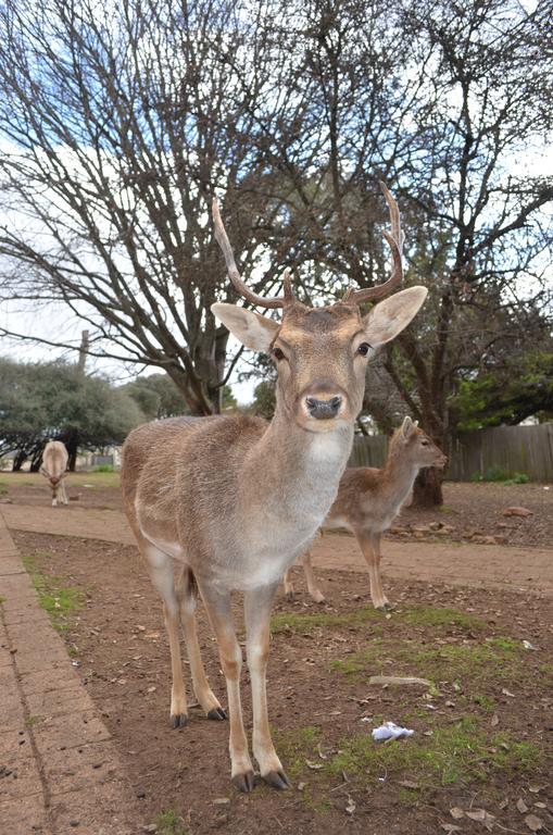 アーマデイル ディア パーク モーター インモーテル エクステリア 写真